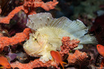 Taenianotus