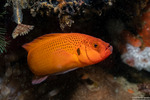 Pseudochrominae