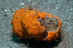 Botryllus