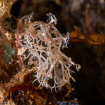 Dendronotoidea