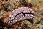 Nudibranchia