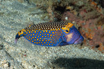 Boxfishes
