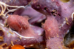Gastropteridae