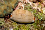 Cypraeidae