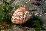 Bivalves