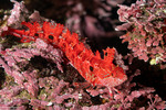Blennies