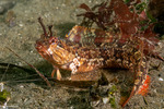 Blennies