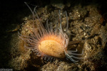 Limidae