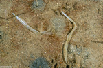 Diphyllobothrium
