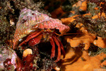 Hermit Crabs