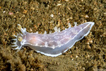 Tritoniidae