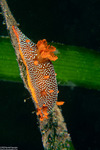 Triopha