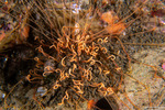 Sedentaria
