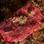 Bryozoa