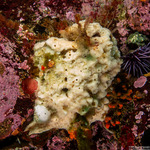 Haliclona