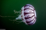 Discomedusae