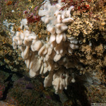 Cystodytes