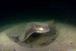 Rays