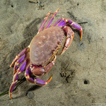 Crabs