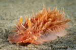 Proctonotoidea