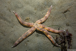 Luidia