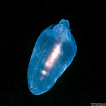Pteropoda