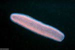 Thaliacea