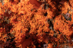 Porifera