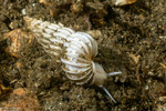 Sea Snails