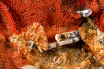 Sipuncula