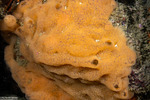 Sponges
