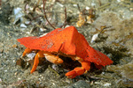 Lithodidae