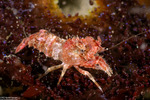 Spirontocaris