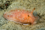 Tritoniidae