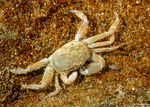 Thoracotremata