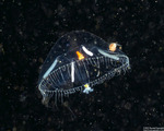 Hydrozoa