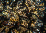 Mytilinae