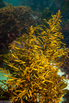 Stephanocystis