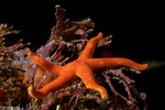 Asterozoa