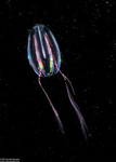 Ctenophora