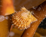 Pectinidae