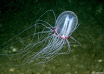 Corynidae