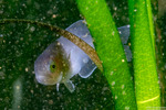 Icichthys