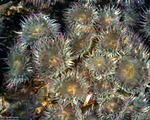 Anthopleura