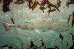Rays