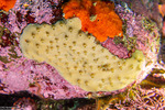 Porifera