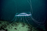 Trachylinae