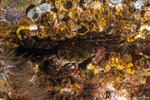 Brachyura