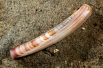 Mollusca