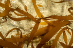 Desmarestia